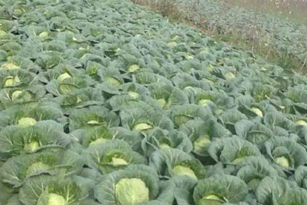 圆白菜的产地，主产于河北、湖北、天津等地方