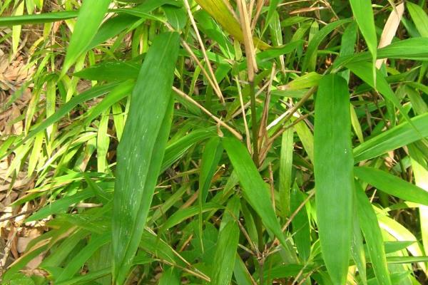 矢竹的简介，属于禾本科、茶秆竹属植物