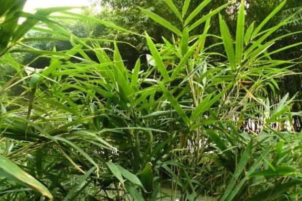 矢竹的简介，属于禾本科、茶秆竹属植物