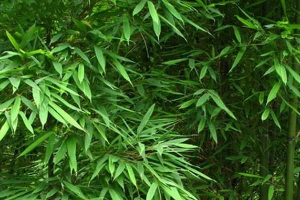 矢竹的简介，属于禾本科、茶秆竹属植物
