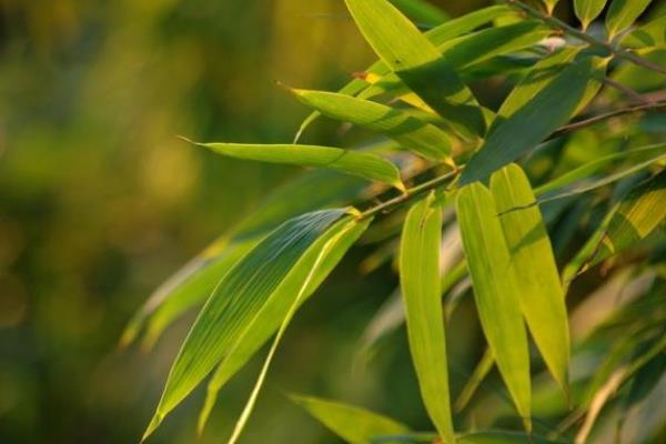 矢竹的简介，属于禾本科、茶秆竹属植物