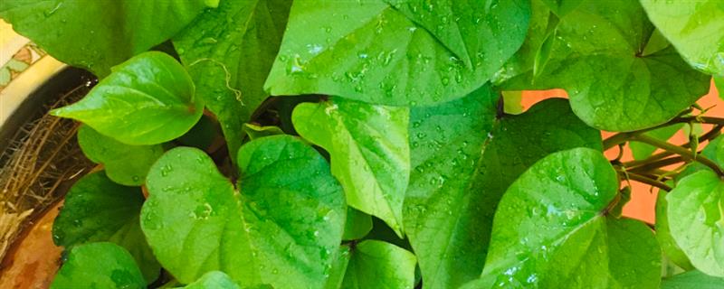 红薯绿植的培育方法，对种薯消毒后再栽入土壤中