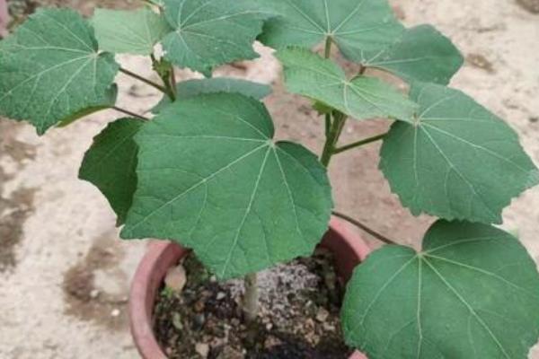 怎么种木芙蓉种子，栽种前需用药物消毒种子
