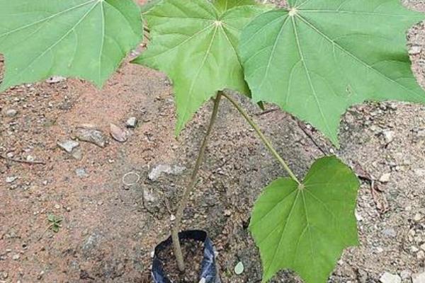 怎么种木芙蓉种子，栽种前需用药物消毒种子