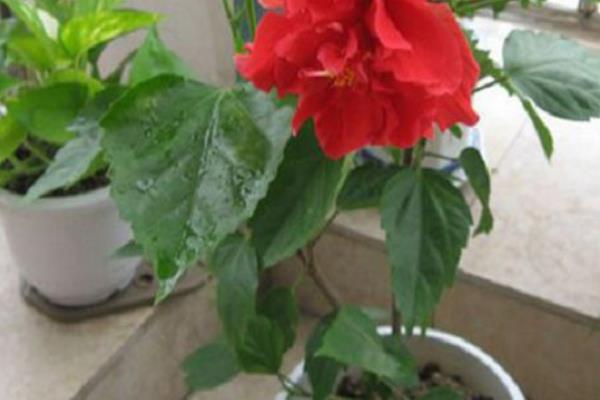 怎么种木芙蓉种子，栽种前需用药物消毒种子