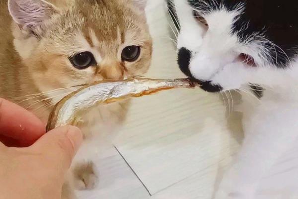 猫咪怎样吃鱼，将鱼肉做为猫咪辅食或者奖励