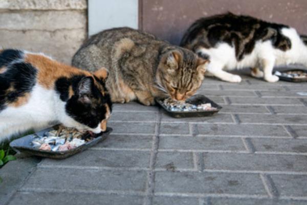 猫咪怎样吃鱼，将鱼肉做为猫咪辅食或者奖励