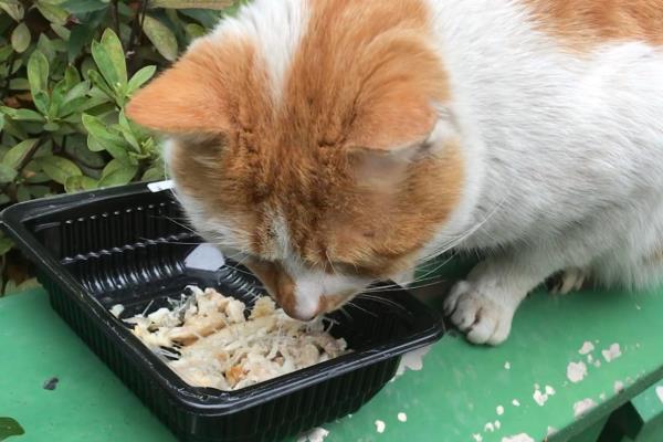 猫咪怎样吃鱼，将鱼肉做为猫咪辅食或者奖励