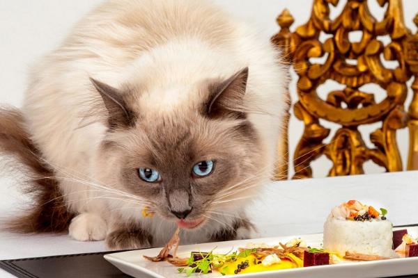 猫咪怎样吃鱼，将鱼肉做为猫咪辅食或者奖励