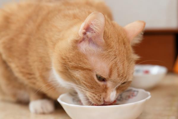 猫咪怎样吃鱼，将鱼肉做为猫咪辅食或者奖励
