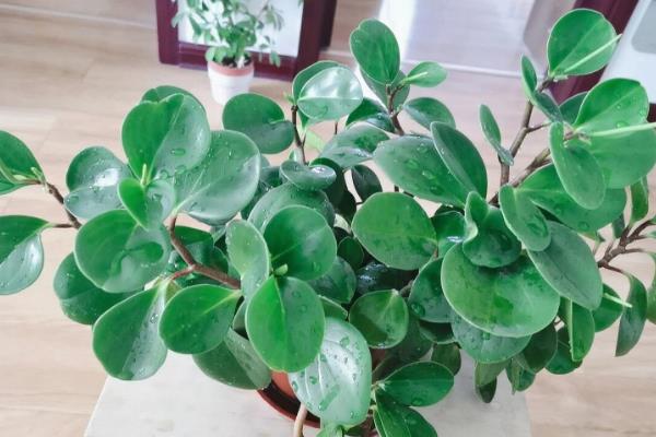 小家碧玉的养殖方法，冬季要把室温保持在10℃以上