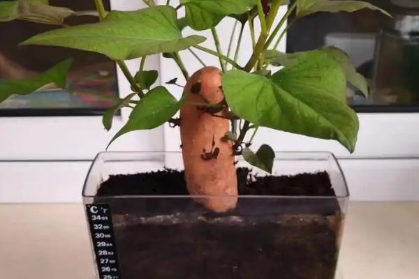 红薯绿植的培育方法，对种薯消毒后再栽入土壤中