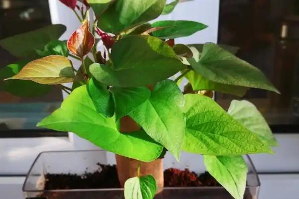 红薯绿植的培育方法，对种薯消毒后再栽入土壤中