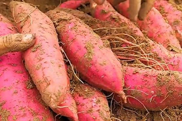 红薯绿植的培育方法，对种薯消毒后再栽入土壤中