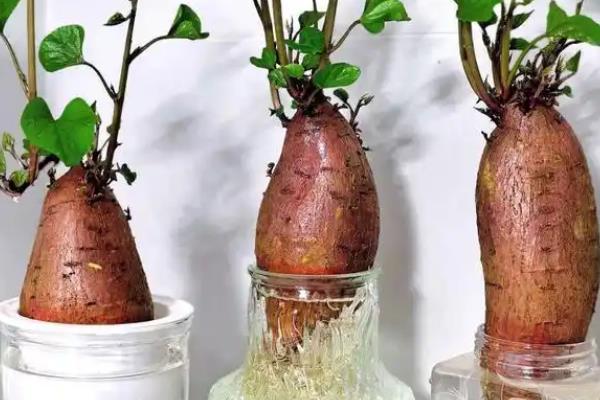 红薯绿植的培育方法，对种薯消毒后再栽入土壤中