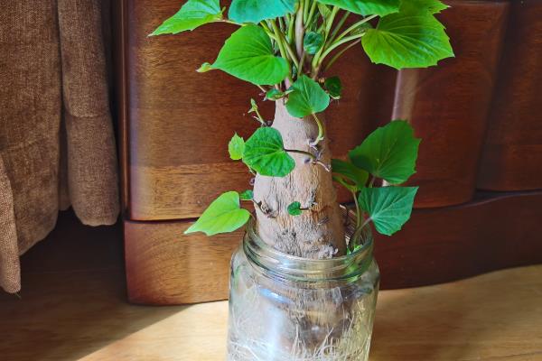 红薯绿植的培育方法，对种薯消毒后再栽入土壤中