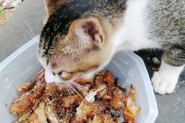 猫咪怎样吃鱼，将鱼肉做为猫咪辅食或者奖励