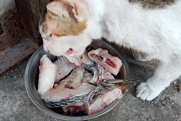 猫咪怎样吃鱼，将鱼肉做为猫咪辅食或者奖励