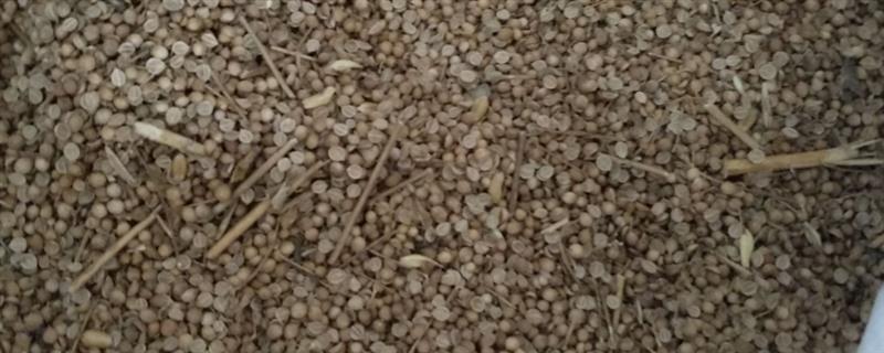 香菜种子发芽所需时间，经过催芽处理经过7-10天便可萌发
