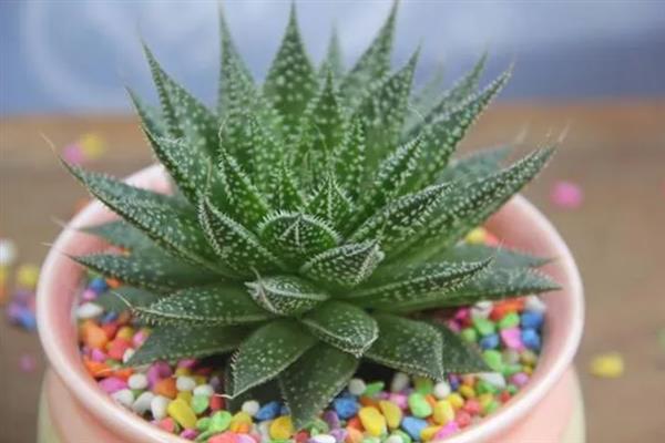 冰花芦荟怎么养殖，生长旺季每隔15天追施一次肥料