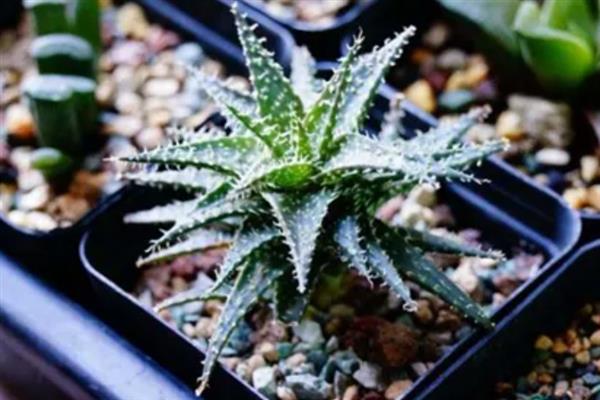 冰花芦荟怎么养殖，生长旺季每隔15天追施一次肥料