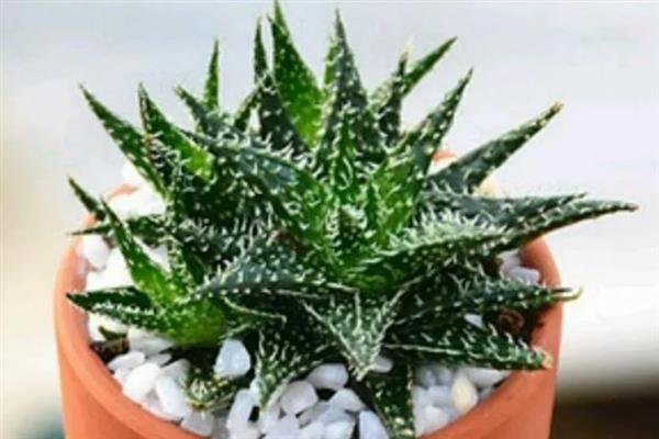 冰花芦荟怎么养殖，生长旺季每隔15天追施一次肥料