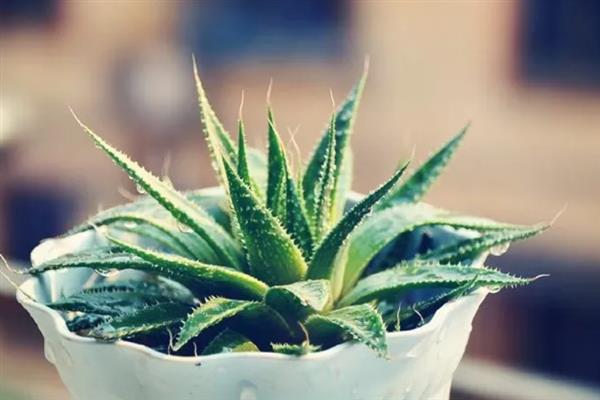 冰花芦荟怎么养殖，生长旺季每隔15天追施一次肥料