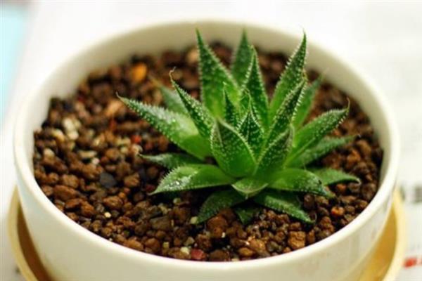 冰花芦荟怎么养殖，生长旺季每隔15天追施一次肥料