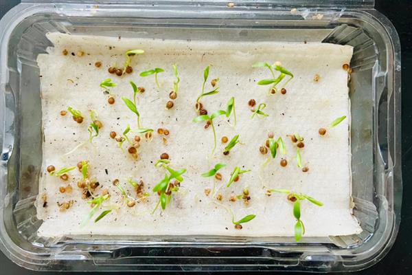 香菜种子发芽所需时间，经过催芽处理经过7-10天便可萌发