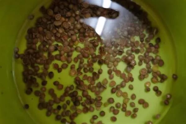 香菜种子发芽所需时间，经过催芽处理经过7-10天便可萌发