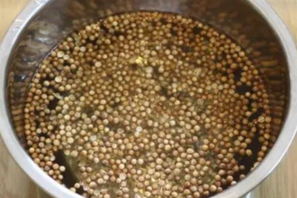 香菜种子发芽所需时间，经过催芽处理经过7-10天便可萌发
