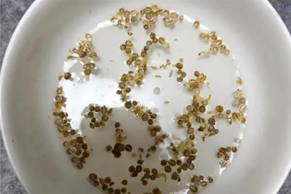香菜种子发芽所需时间，经过催芽处理经过7-10天便可萌发