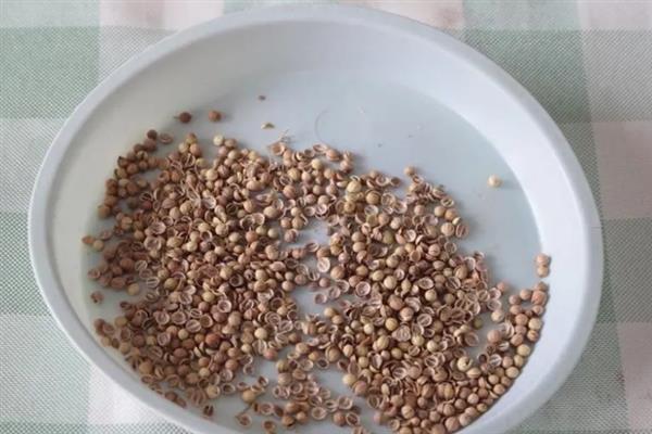 香菜种子发芽所需时间，经过催芽处理经过7-10天便可萌发