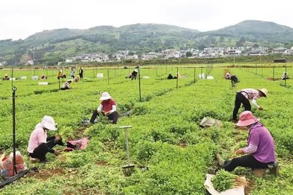 香菜种子发芽所需时间，经过催芽处理经过7-10天便可萌发