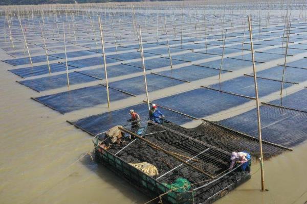 紫菜的价格，因地区、栽培模式等条件而异