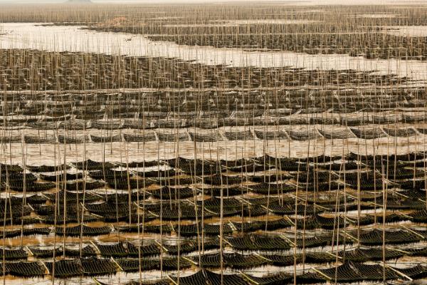 紫菜的价格，因地区、栽培模式等条件而异