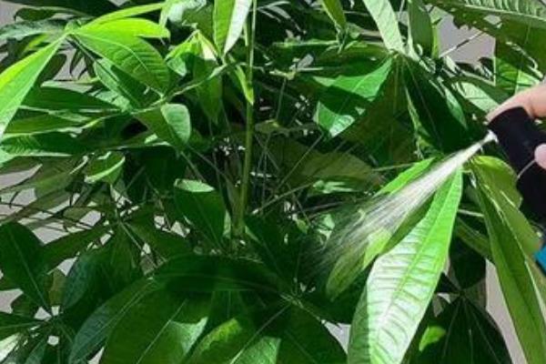如何防治花卉上面的白粉虱，喷洒或涂抹大蒜汁可有效去除