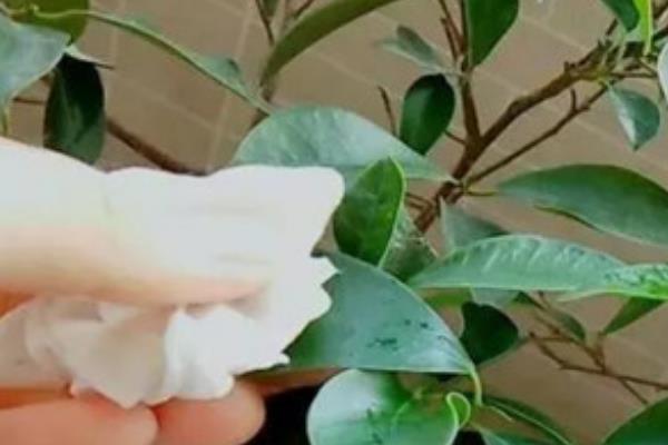 如何防治花卉上面的白粉虱，喷洒或涂抹大蒜汁可有效去除