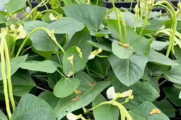 无架豇豆何时种植，2-4月份、8-9月份均可播种