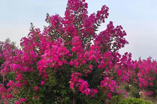 养殖百日红怎么防治病虫害，向土壤表面撒生石灰可避免细菌滋生