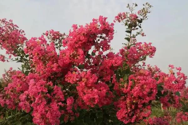 养殖百日红怎么防治病虫害，向土壤表面撒生石灰可避免细菌滋生
