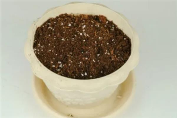 水培的大岩桐生根了如何上盆，用多菌灵消毒后再入盆