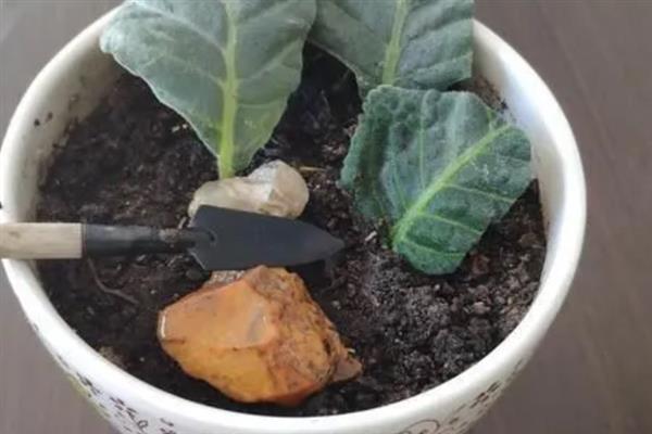 水培的大岩桐生根了如何上盆，用多菌灵消毒后再入盆