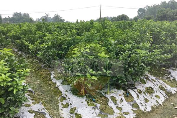 爱莎柑桔的品种简介，是一种优质的早熟品种