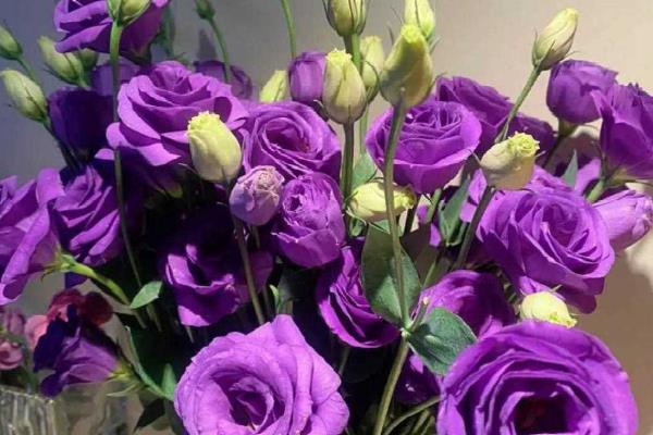 哪些花卉是黑色，包含黑百合、黑玫瑰、黑曼陀罗等品种