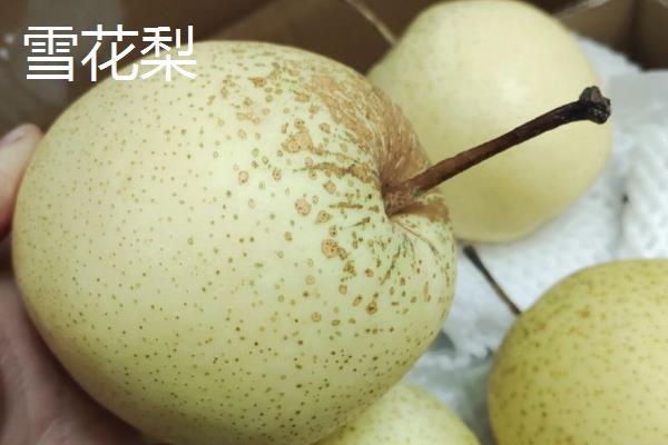 梨子有什么品种，雪花梨、鸭梨、苹果梨等品种较常见