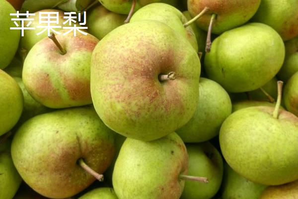 梨子有什么品种，雪花梨、鸭梨、苹果梨等品种较常见