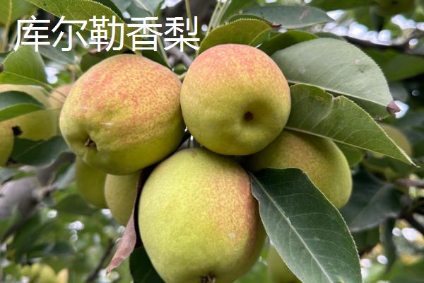 梨子有什么品种，雪花梨、鸭梨、苹果梨等品种较常见