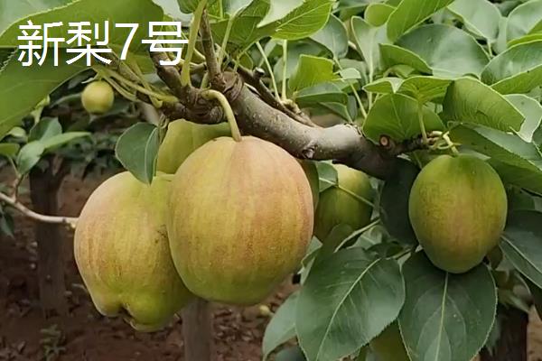 梨子有什么品种，雪花梨、鸭梨、苹果梨等品种较常见