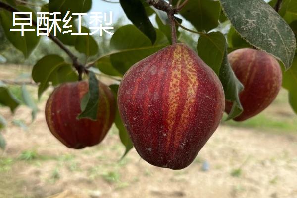 梨子有什么品种，雪花梨、鸭梨、苹果梨等品种较常见